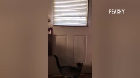 Hiss-terical Cat Fails | Hilarious Cat Videos | Peachy 2023