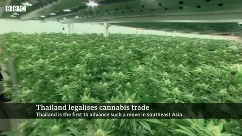 Thailand legalises cannabis growing and trade - BBC News