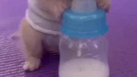 Witness the precious moment of a baby cat drinking milk from a bottle!