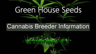 Green House Seeds - Cannabis Strain Series - STRAIN TV