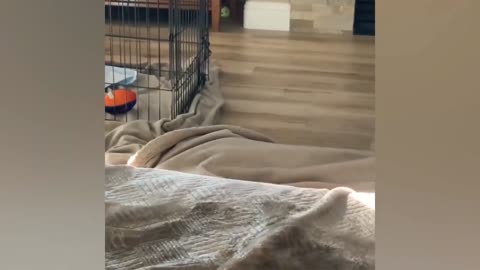 Funny dog video's 🐶🐶 Dog sleeping with bed