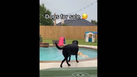 Dogs jump into pool after being told -NO-