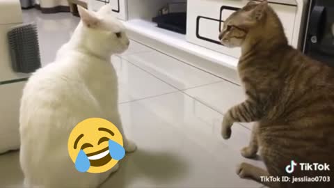 Cats Are Talikng! Watch These Cats SO FUNNY 🤣