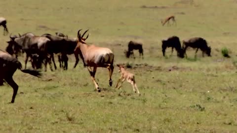 Cheetah Hunting Video, Best moment Cheetah Hunting, Leopard Hunting Attacks