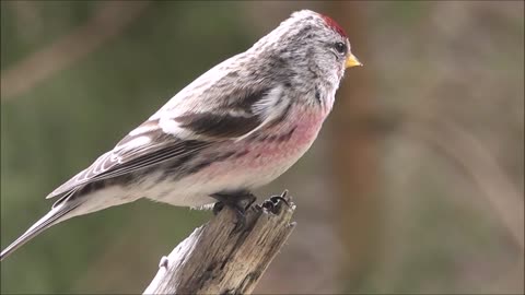 Redpoll Bird Nature Finch Songbird Animal