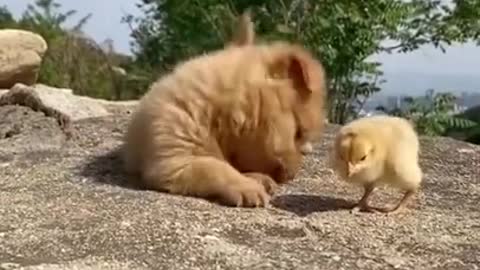 When the puppy first meets the chicken