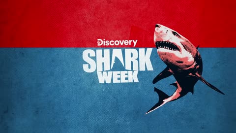 Meet The Joker_ A Shark With a Giant Scar! | Shark Week-(1080p)