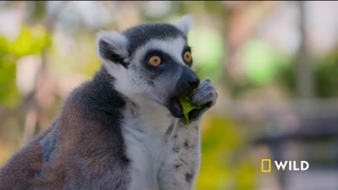 Lemurs Baby and Shower | Zoo Secrets | Nat Geo WILD Source