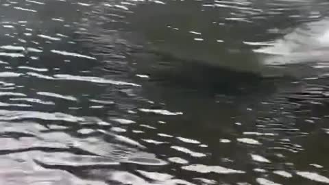 Crocodile Speed