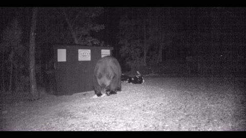 Bear Eating Trash from my Dumpster ASMR!