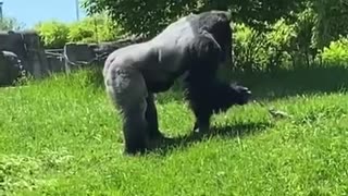 Giant Silver Back Gorilla Genty pets groundhog