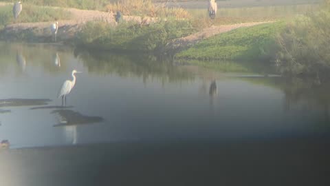 Birds and lakes in the heart of desert