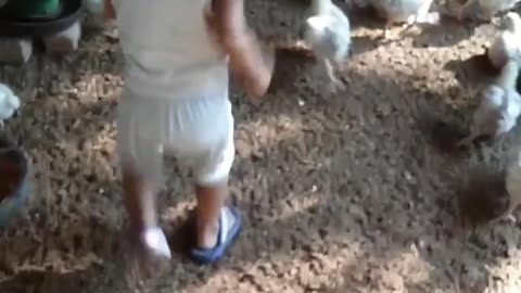 Little boy try to catch hen