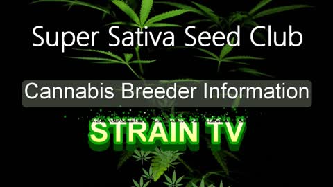 Super Sativa Seed Club - Cannabis Strain Series - STRAIN TV
