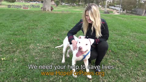 Homeless and abused, this Pit Bull didn't lose HOPE that something amazing will happen!