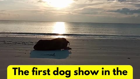 The first dog #dogfacts #dogs