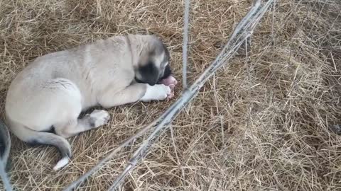 Wintertime Puppy Feeding