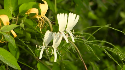 Wild Flowers Medicinal Herbs