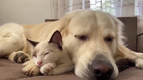 Golden Retriever uses a Kitten as a pillow!