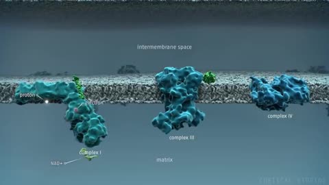 How Mitochondria Produce Energy