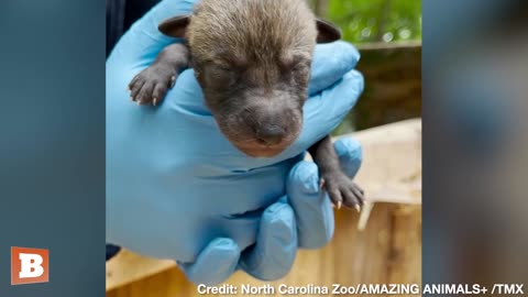 North Carolina Zoo Hosts Critically Endangered Newborn Red Wolf Pups