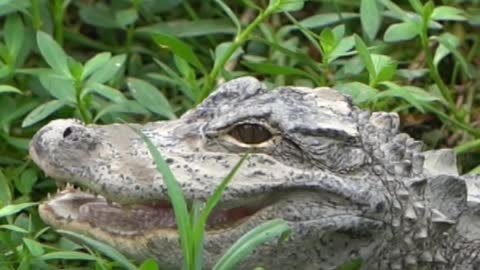 Crocodile take a picture