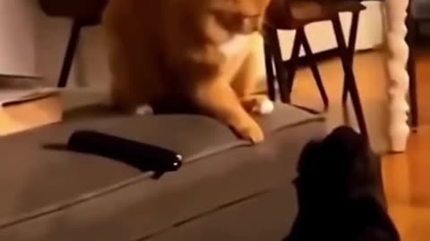 Funny and Cute Cats Videos #223