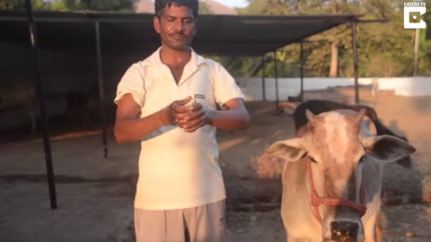 Uomo indiano usa l'urina di mucca per combattere le malattie.in India bevono l'urina di mucca.In India la mucca (che ha le corna come il toro)è venerata come una figura materna e la sua urina considerata un rimedio contro ogni tipo di malattia