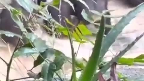 Monkeys beating the shit out of a racoon