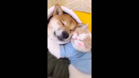 Dog and cat sleep 😴 Funy vedio