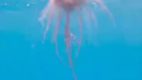 THE PORTUGUESE MAN O' WAR IS A UNIQUE AND COMPLEX CREATURE