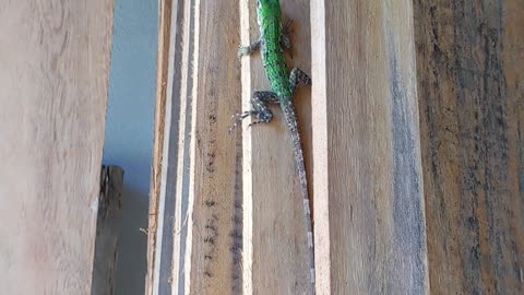 Meet Zippy: The Adorable Little Green Lizard That Will Melt Your Heart!