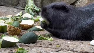 Beavers