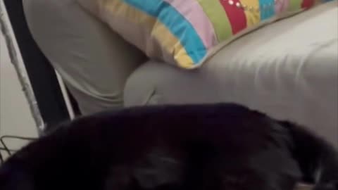 Adopting a Cat from a Shelter Vlog - Cute Precious Piper Does Her Upside Down Look #shorts