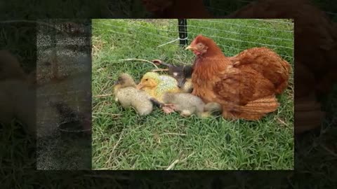 Funny News Center 10+ Photos Proving That Hens Are The Best Moms In The Animal