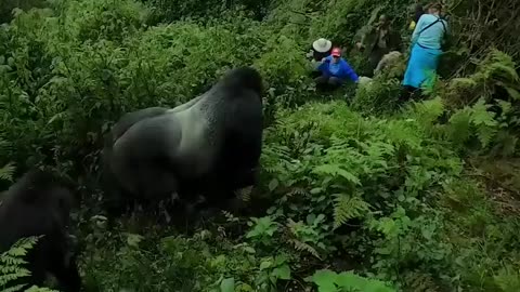 A massive silverback gorilla moves through the jungle past tourists #animals #danger #photographer