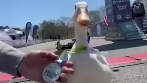 Marathon duck