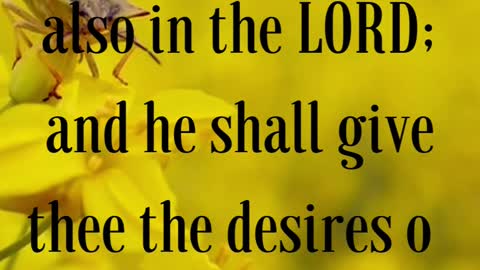 Psalms 37:4 “Delight thyself also in the LORD; and he shall give thee the desires of thine heart.”
