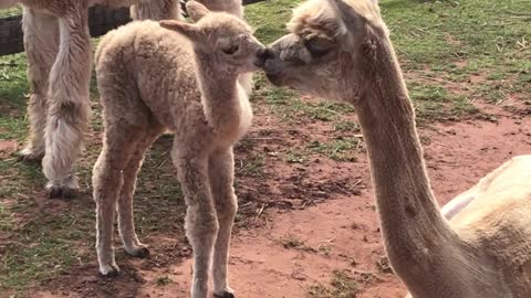 Alpaca mom transfers vital bacteria to her baby