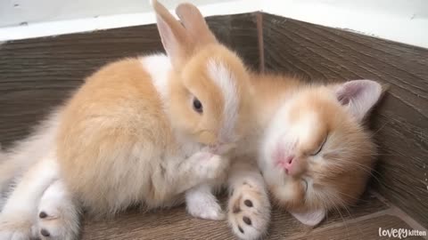 Kitten Tomi greets a bunny for the first time, and they quickly become surprisingly close(part 92