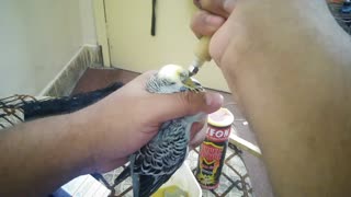 BIRD TREATMENT