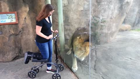 This lion really wants her scooter😍
