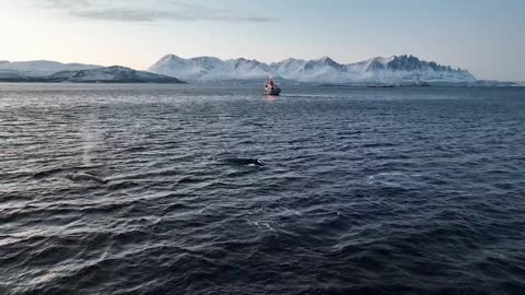 Swimming with Wild Orcas in Norway (incredible encounters)
