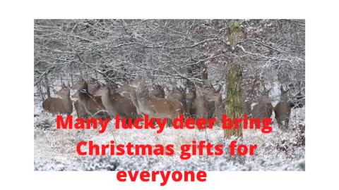 Christmas deer Bring everyone best lucky