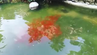 Fishes gathering in a pond