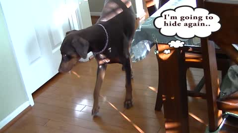 Roma The Doberman Got In Trouble Again