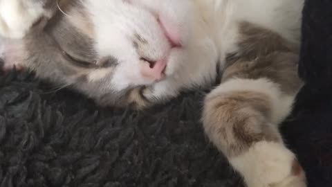 My cute cat is sleeping sweetly 4K