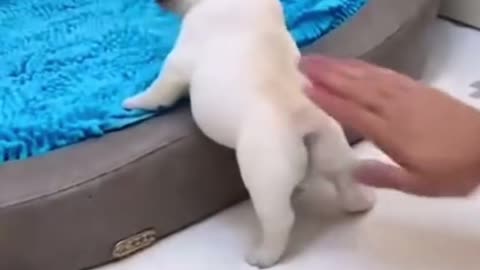 Puppy funny