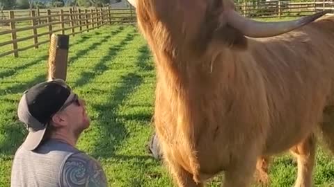 Thor the fluffy cow love to be groom.mp4