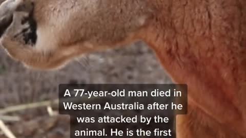 An Australian man has been killed by his “pet" kangaroo.